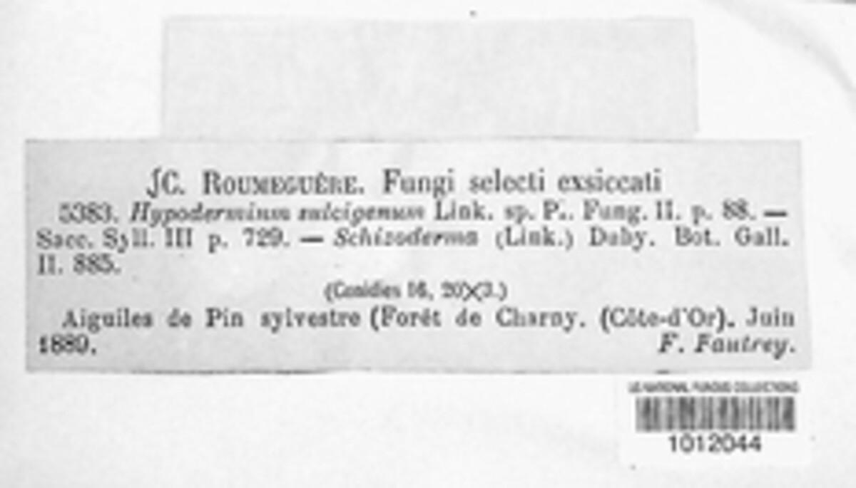 Lophodermella sulcigena image